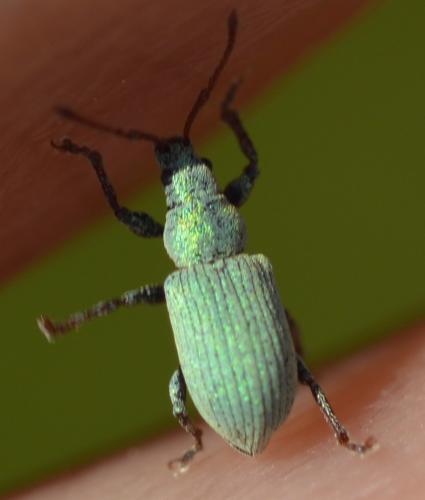 Réf. 252 710 : Phyllobius sp.